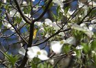 Cape May Warbler (15)