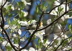 Cape May Warbler (16)