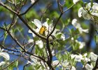 Cape May Warbler (17)