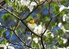 Cape May Warbler (18)