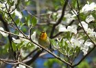 Cape May Warbler (19)