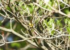 Cape May Warbler (21)