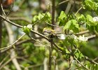 Cape May Warbler (22)