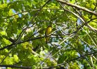 Cape May Warbler (27)