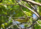 Cape May Warbler (28)