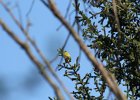 Cape May Warbler (5)