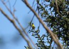 Cape May Warbler (6)