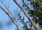 Cape May Warbler (7)