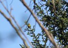 Cape May Warbler (8)
