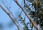 Cape May Warbler (9)