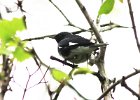 101Black-throated Blue Warbler
