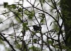 101Black-throated Blue Warbler2 (2)