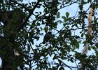 Black-throated Blue Warbler (17)