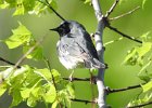 Black-throated Blue Warbler (38)