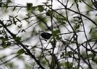 Black-throated blue Warbler (21)