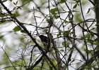 Black-throated blue Warbler (23)