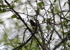 Black-throated blue Warbler (24)