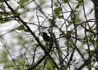 Black-throated blue Warbler (25)