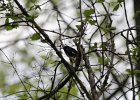 Black-throated blue Warbler (26)
