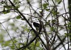 Black-throated blue Warbler (27)