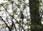 Black-throated blue Warbler (28)