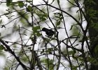 Black-throated blue Warbler (29)