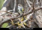 075 - 806 Yellow-rumped Warbler