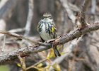 101Yellow-rumped Warbler (15)