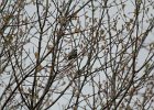 Yellow-rumped Warbler (1)
