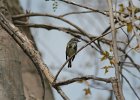 Yellow-rumped Warbler (10)
