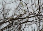 Yellow-rumped Warbler (11)