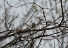 Yellow-rumped Warbler (14)
