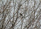 Yellow-rumped Warbler (3)