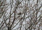 Yellow-rumped Warbler (4)