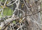 Yellow-rumped Warbler (6)
