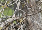 Yellow-rumped Warbler (7)
