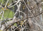 Yellow-rumped Warbler (9)