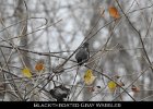 075 - 807 Black-throated Gray Warbler