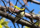 101Black-throated Green Warbler