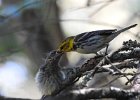 Black-throated Green Warbler (34)
