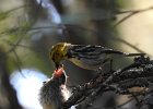 Black-throated Green Warbler (36)