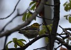Black-throated Green Warbler