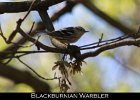 075 - 812 Blackburnian Warbler