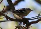 101Blackburnian Warbler