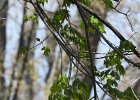 Blackburnian Warbler (13)