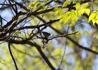 Blackburnian Warbler (4)