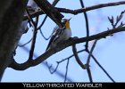 075 - 813 Yellow-throated Warbler