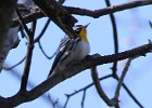 101Yellow-throated Warbler