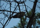 Pine Warbler (1)