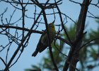 Pine Warbler (2)